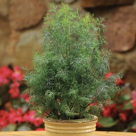 Fernleaf, Dill Seeds